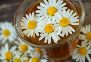 chamomile-829220-1920.jpg