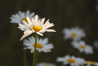 daisies-5232284-1920.jpg